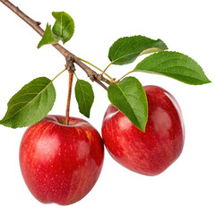 Bright red apples with vibrant green leaves ripen on the branch, a healthy and fresh organic fruit from nature's summer harvest