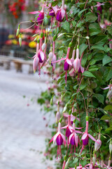Beautiful pink fuchsia flowers in the garden.
