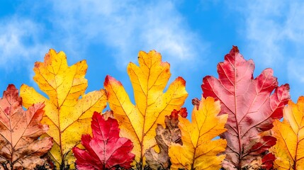 Fototapeta premium Vibrant Autumn Leaves Against Blue Sky Background
