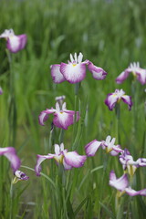 Fototapeta premium 菖蒲園の菖蒲たち