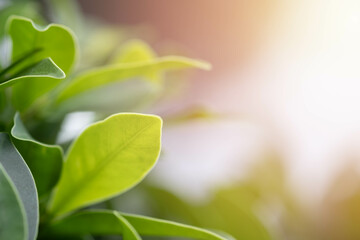 A close-up of green leaves with soft lighting, creating a serene and tranquil atmosphere.