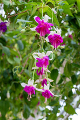 Fototapeta premium Beautiful purple and white fuchsia flowers in the garden.