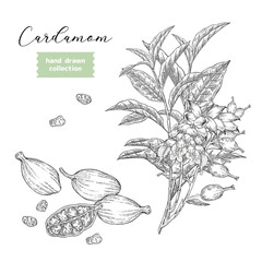 Cardamom plant vector illustration. Hand drawn Cardamom branch with flowers and leaves. Black and white engraved.
