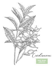 Cardamom plant with pods vector illustration. Hand drawn Cardamom branch. Culinary herb sketch style.