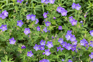 Geranium Johnson's Blue flowers in the garden.