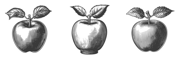 Vintage Engraving of Three Varieties of Apples with Leaves