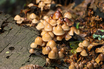A colony of small mushrooms is depicted growing on an old stump and forest floor, creating a dynamic natural microcosm. This scene conveys the beauty and decomposition within a woodland environment.