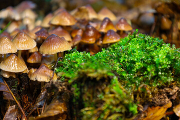 A cluster of forest mushrooms and vibrant moss create a detailed and lively natural landscape. This composition showcases the richness of textures and hues on the forest floor