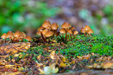 A cluster of small mushrooms growing from dense moss and old wood creates a detailed natural backdrop. This macro shot captures the biological diversity of a forest environment.