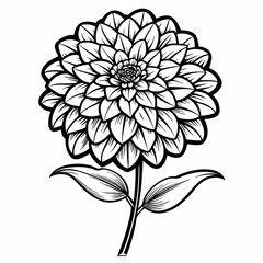 Zinnia Bloom Flower Botanical Drawing Line Art Vector Illustration