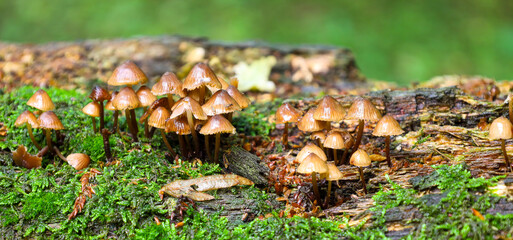 This wide-angle macro photograph displays numerous small mushrooms with brown, glossy caps, growing on a tree trunk covered in vibrant green moss.