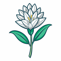 Tuberose Bloom Flower Botanical Drawing Line Art Vector Illustration