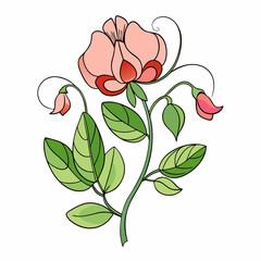 Sweet Pea Bloom Flower Botanical Drawing Line Art Vector Illustration