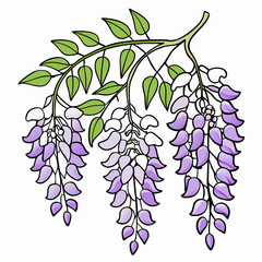 Wisteria Bloom Flower Botanical Drawing Line Art Vector Illustration