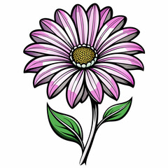 African Daisy Bloom Flower Botanical Drawing Line Art Vector Illustration