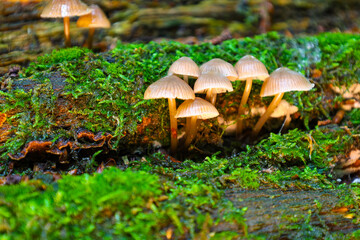 This macro photograph shows a cluster of small mushrooms with light-colored caps and stems, emerging from vibrant green moss covering a wooden surface. The detailed image conveys the lively microcosm 