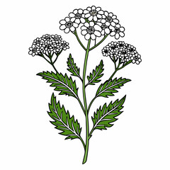 Yarrow Bloom Flower Botanical Drawing Line Art Vector Illustration