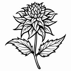 Bee Balm Bloom Flower Botanical Drawing Line Art Vector Illustration