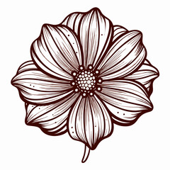 Chocolate Cosmos Bloom Flower Botanical Drawing Line Art Vector Illustration