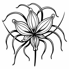Spider Lily Bloom Flower Botanical Drawing Line Art Vector Illustration