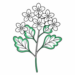 Verbena Bloom Flower Botanical Drawing Line Art Vector Illustration