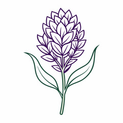 Statice Bloom Flower Botanical Drawing Line Art Vector Illustration