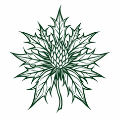 Sea Holly Bloom Flower Botanical Drawing Line Art Vector Illustration