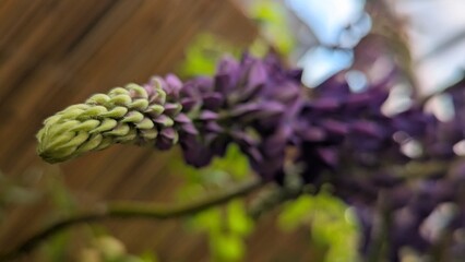 Macro photo or close-up of a purple lupine flower 