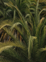 Lush Green Palm Leaves Background