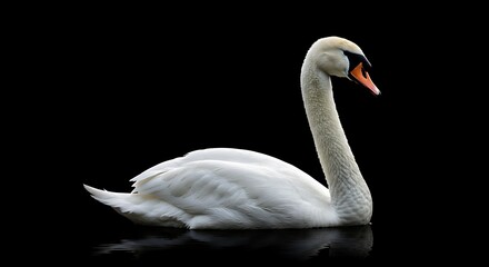 Fototapeta premium An exceptionally elegant Mute Swan (Cygnus olor) glides serenely across dark, still waters, its pristine white plumage strikingly contrasted against a deep black background.