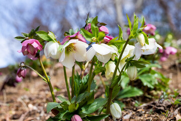 White hellebore flowers blooming in early spring garden.