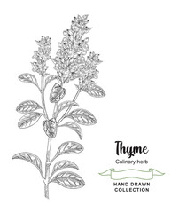 Thyme plant vector illustration. Hand drawn Thymus vulgaris branch with flowers and leaves. Vintage sketch style.