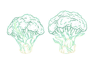 Hand-Drawn Vector Outline of Fresh Broccoli