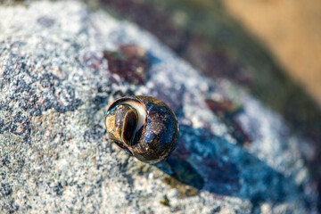Macro View of Littorina littorea