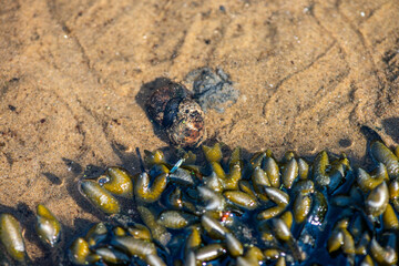 Algae and Seaweeds by the Coastline