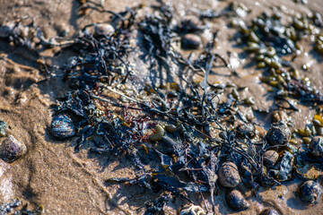 Algae and Seaweeds by the Coastline
