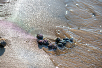 Algae and Seaweeds by the Coastline
