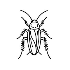 American Cockroaches - Order Blattodea
