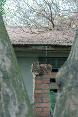 A stray cat roams freely through the nostalgic alleyways of a Taiwanese military dependents’ village, weaving between aged brick houses and vintage tiled walls. The scene blends the quiet resilience