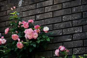 壁をつたうピンク色のバラ4