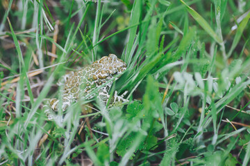Frog camouflaged in vibrant green grass during a sunny afternoon in a serene natural habitat