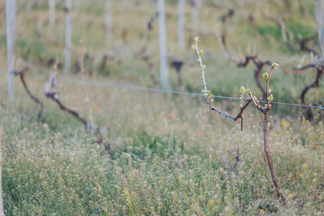 Vines awakening in springtime, showcasing new growth amidst lush wildflowers in a tranquil vineyard