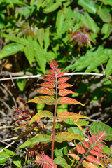 Tree of heaven new leaves - Latin name - Ailanthus altissima