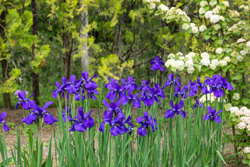 Blue iris flowers that bloom beautifully in early summer.