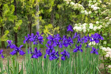 Fototapete Rund Iris Blue iris flowers that bloom beautifully in early summer.  © billyfam