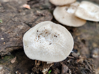 Lentinus tigrinus grows on dry trees. Lentinus tigrinus is a fungus in the Polyporaceae family.	