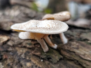Lentinus tigrinus grows on dry trees. Lentinus tigrinus is a fungus in the Polyporaceae family.	