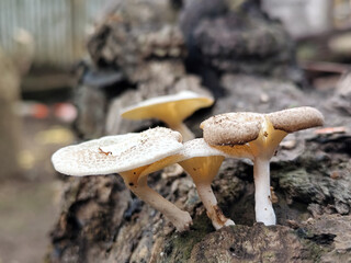 Lentinus tigrinus grows on dry trees. Lentinus tigrinus is a fungus in the Polyporaceae family.	