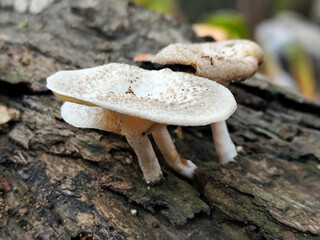 Lentinus tigrinus grows on dry trees. Lentinus tigrinus is a fungus in the Polyporaceae family.	