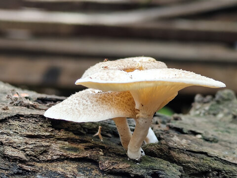 Lentinus tigrinus grows on dry trees. Lentinus tigrinus is a fungus in the Polyporaceae family.	